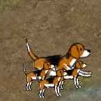 Beagle